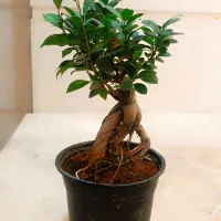 گل اپارتمانی