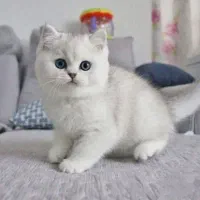 بریتیش NS 3311