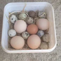 تعداد محدودی تخم نطفه دار