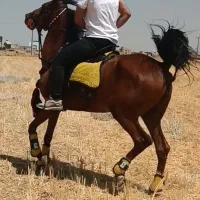 فروش مادیان دره شور یا معاوضه با گوسفند