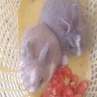 خرگوش