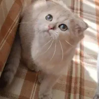 بریتیش اسکاتیش ماده ۳ ماهه