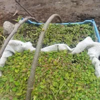 بذر و نهال کیوی
