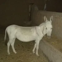 مجسمه.خر فروشی