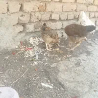 جوجه مرغ