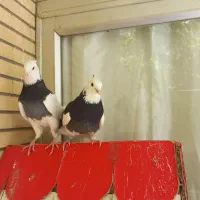 جوجه مفلق ۴ پری نر و ماده