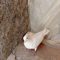 کبوتر