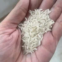 هاشمی درجه یک