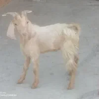کهره نر برای فروش