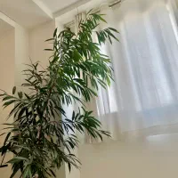 بنجامین امستل بزرگ