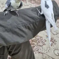 عروس هلندی