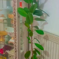گل طبیعی