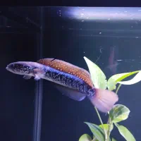 ۲ عدد آکواریوم ریملس بکسامپ و ۳ عدد چانا هایفمن++