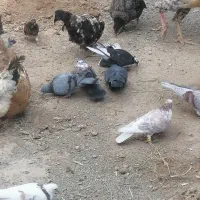 کبوتر