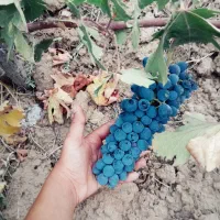 انگور رشه