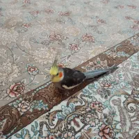 عروس هلندی