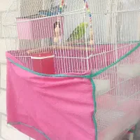 مرغ عشق|پرنده|باغستان, |دیوار