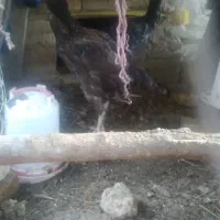 مرغ لاری