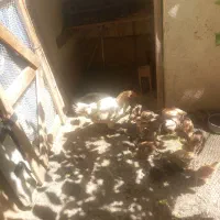 مرغ لاری به همراه جوجه