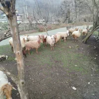 فروش گوسفند از دامدار