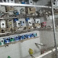 فنچ‌زبرا