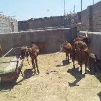 بز۴عددزایده