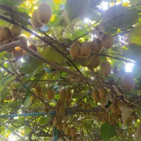 فروش کیوی سر درخت