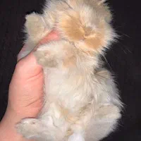 یک جفت خرگوش مینی لوپ