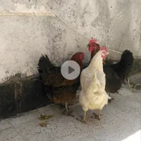 مرغ خانگی محلی تخم گذار سالم چاق دانه یک تومان