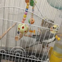 عروس هلندی نر ماده