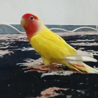 مجسمه کوتوله