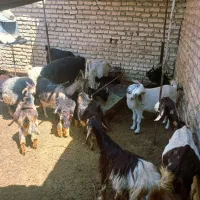 بز .کهره.بره