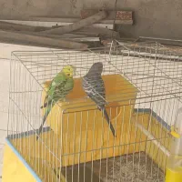 مرغ عشق