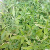 تولکی (نشا) تماته محلی