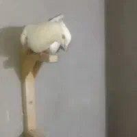 کفتر طوقی زرد وکل سیاه