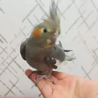 عروس هلندی ماده 1 ساله مست