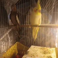 جفت عروس هلندی نروماده