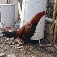 خروس لاری