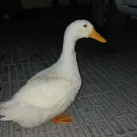 اردک