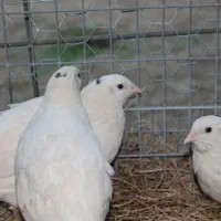 بلدرجین و بلدرچین کوهی