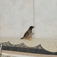 جوجه مینا