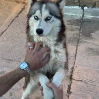 سگ هاسکی ۶ ماهه