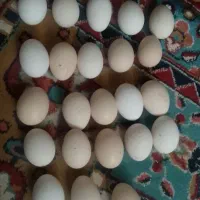 تخم مرغ بومی با امکانات تمیز