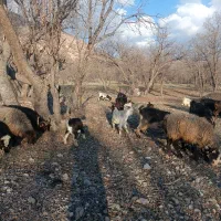 تعدادی بزخوب جوان