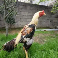 خرید و فروش جوجه لاری و انواع حیوان و انواع پرنده