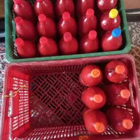 رب کوجه فرنگی تازه