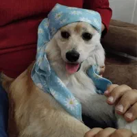 سگ پامر میکس واگذاری رایگان