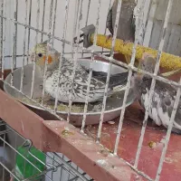 عروس هلندی