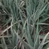 سمپاشی و هرس درختان و گل و گیاه