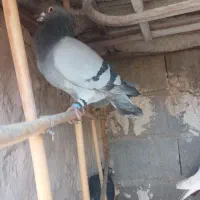 کبوتر|پرنده|گرمخان, |دیوار